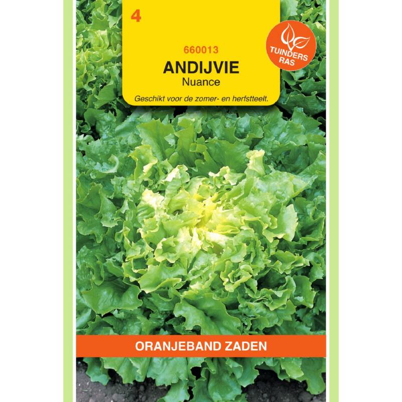 [660013] OBZ Andijvie Nuance