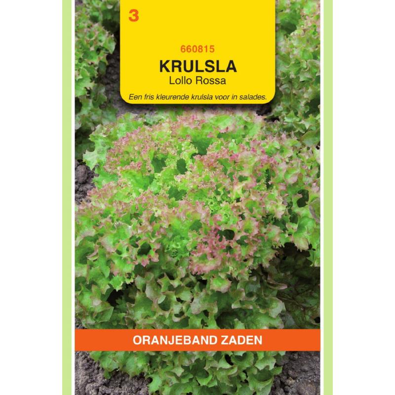 OBZ Krulsla Lollo Rossa