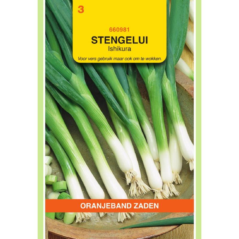 [BR_155635] OBZ Stengelui Ishikura