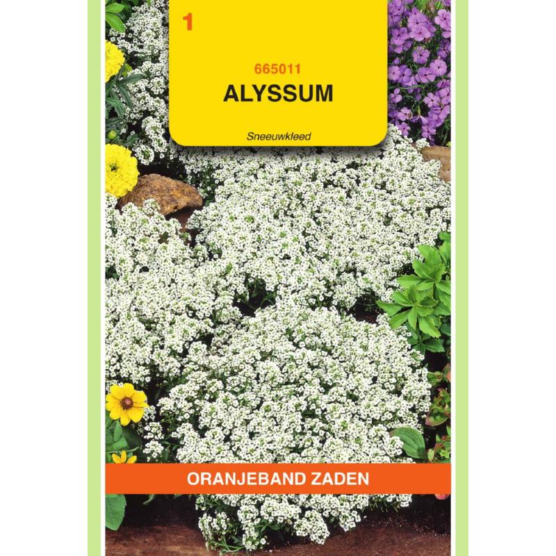 OBZ Alyssum Sneeuwkleed