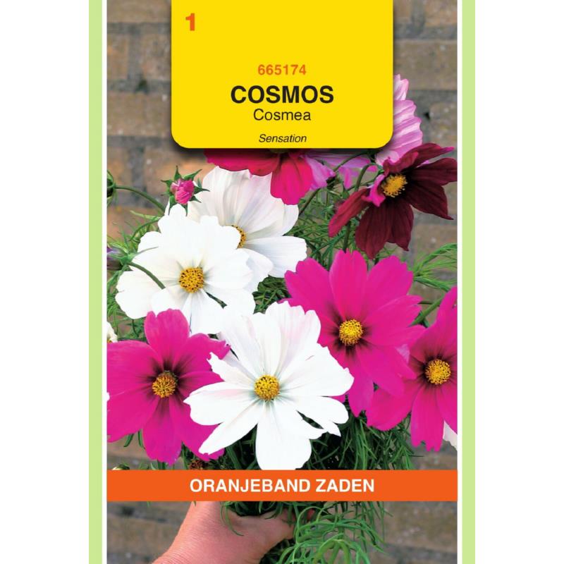 [665174] OBZ Cosmos, Cosmea Sensation gemengd