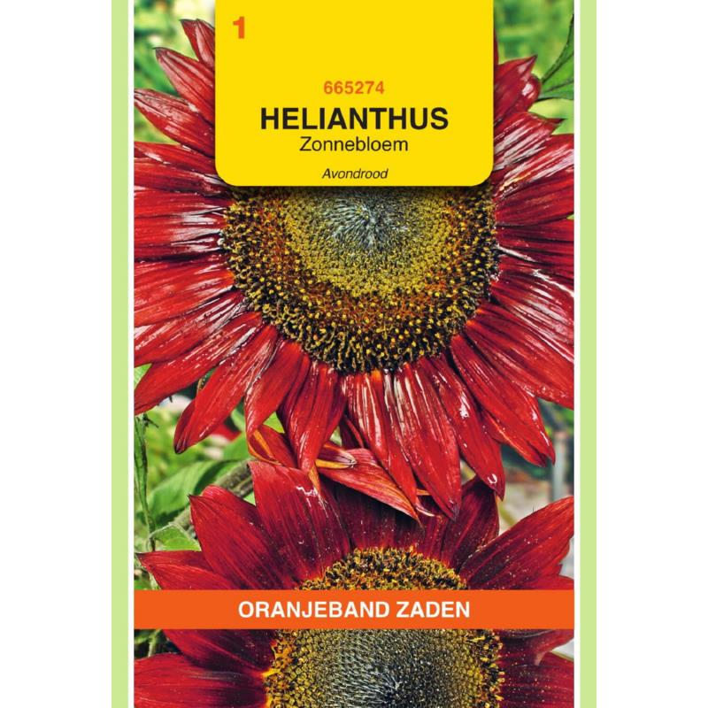 [665274] OBZ Helianthus, Zonnebloem Avondrood