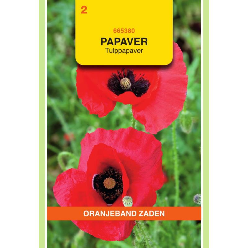 [BR_155675] OBZ Papaver, Tulppapaver