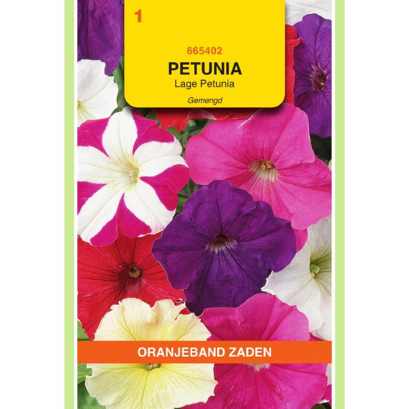 [665402] OBZ Petunia laag gemengd