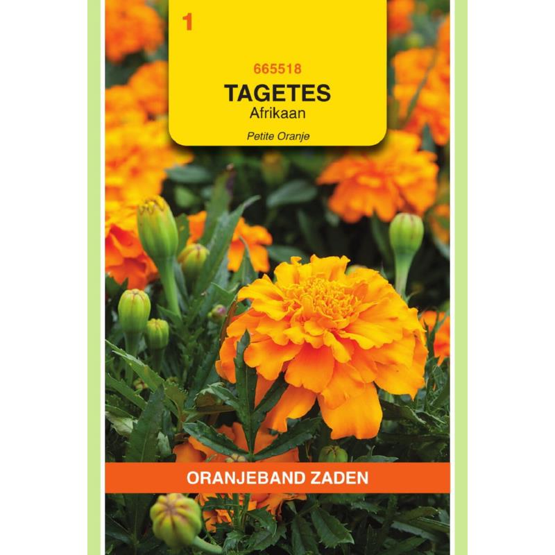 [665518] OBZ Tagetes, Afrikaan Petite Orange