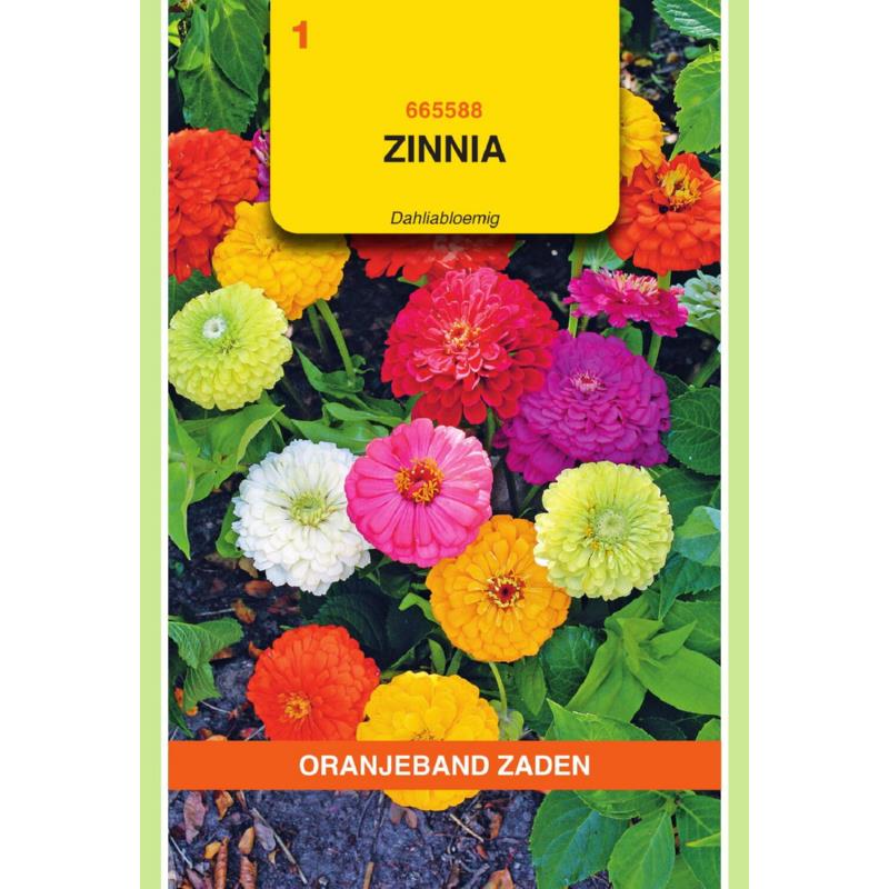 [665588] OBZ Zinnia Dahliabloemig gemengd