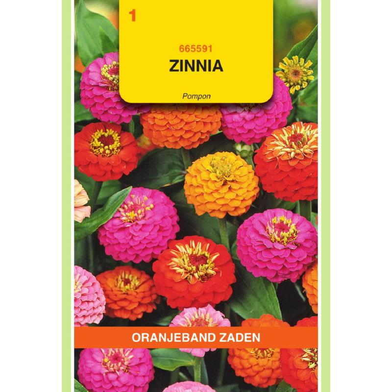 [665591] OBZ Zinnia Pompon gemengd