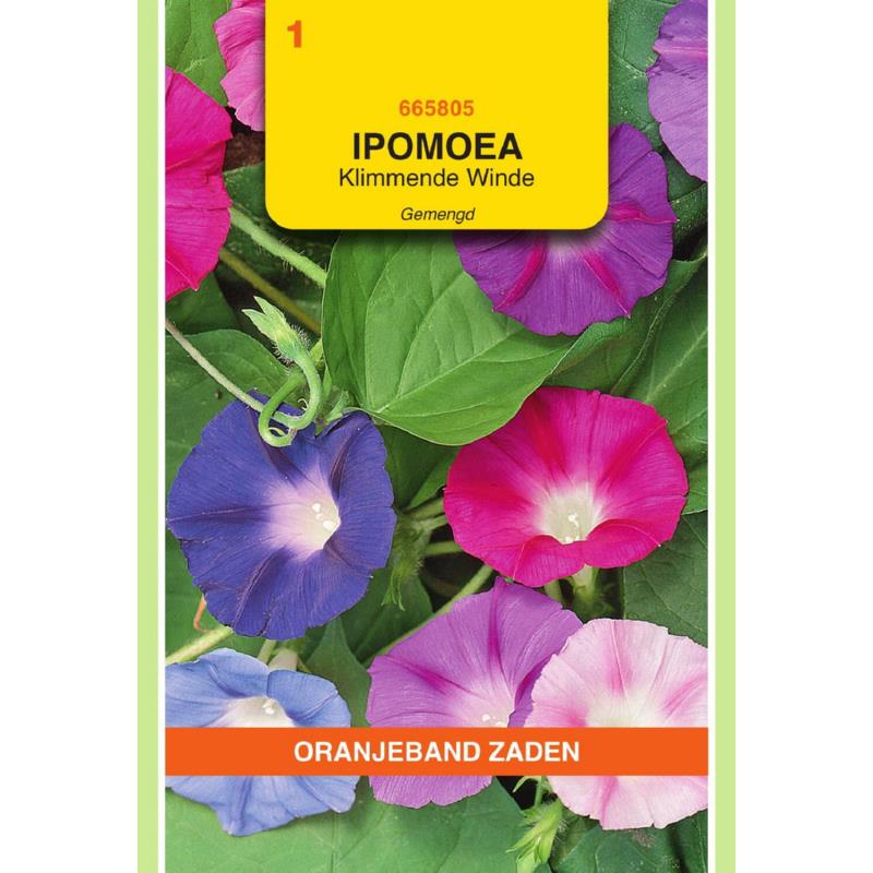 [665805] OBZ Ipomoea, Klimmende Winde, gemengd