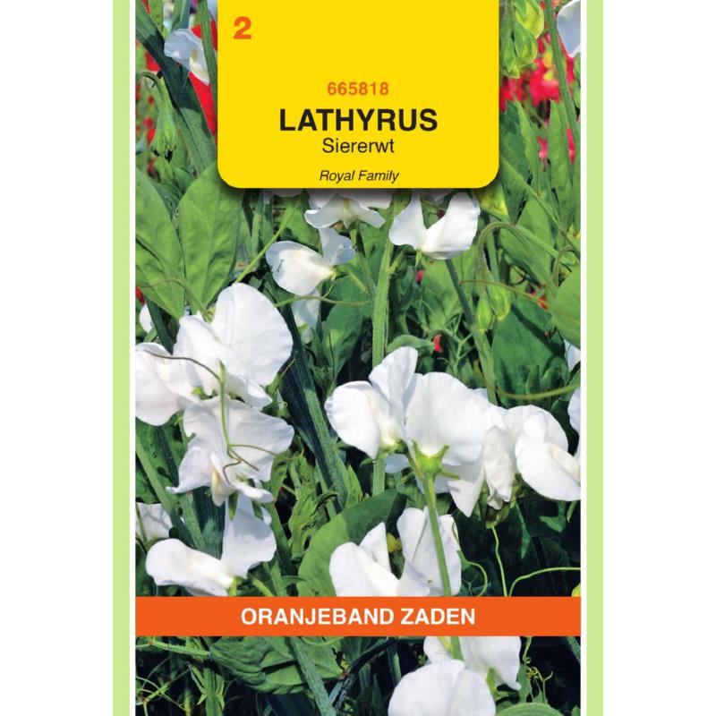 [665818] OBZ Lathyrus, Reuk- of siererwt Royal, wit