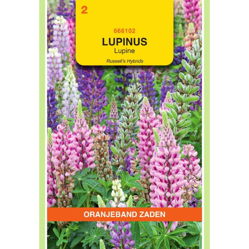 [666102] OBZ Lupinus, Lupine Russell's gemengd
