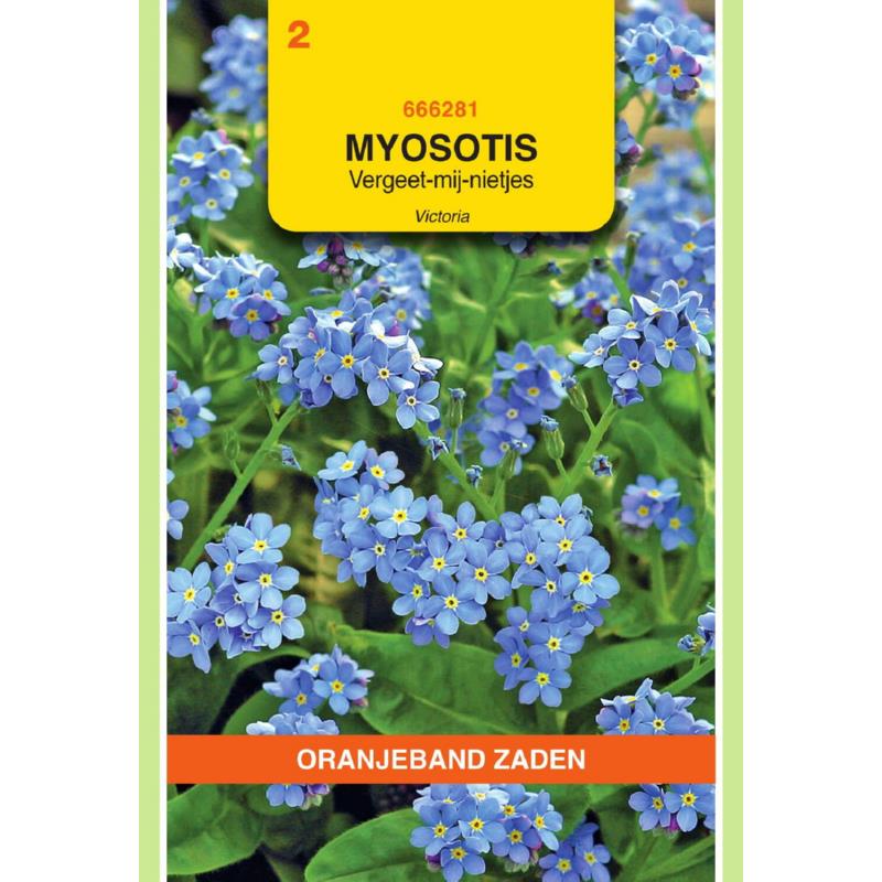 [666281] OBZ Myosotis, Vergeet-mij-niet Victoria, blauw