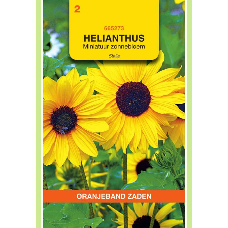 [665273] OBZ Helianthus, miniatuur Zonnebloem Stella