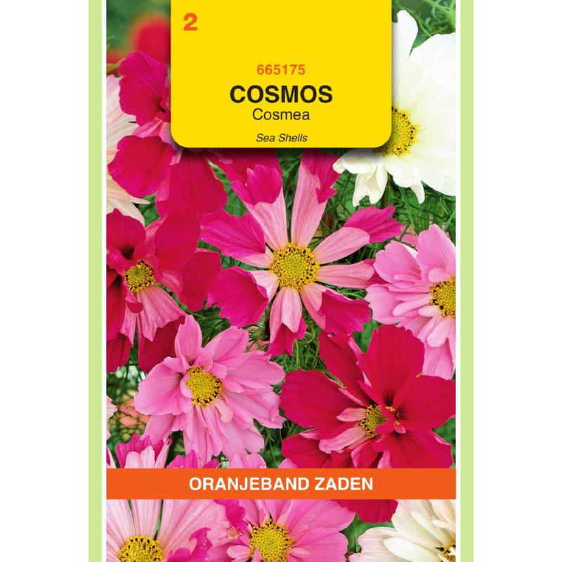 [BR_181354] OBZ Cosmos, Cosmea Sea Shells gemengd