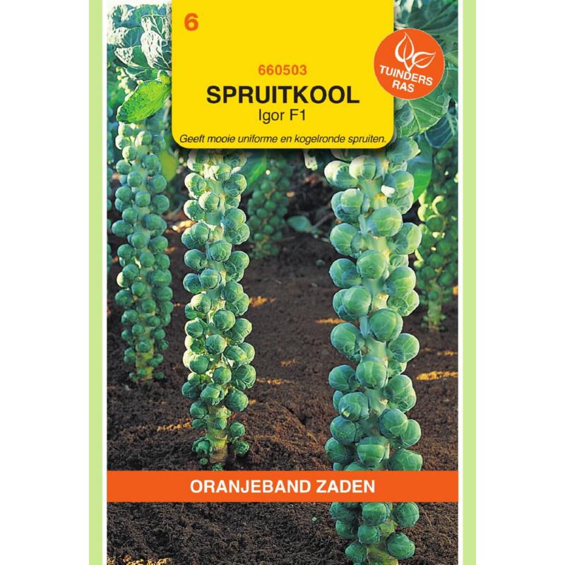 [660503] OBZ Spruitkool Igor F1