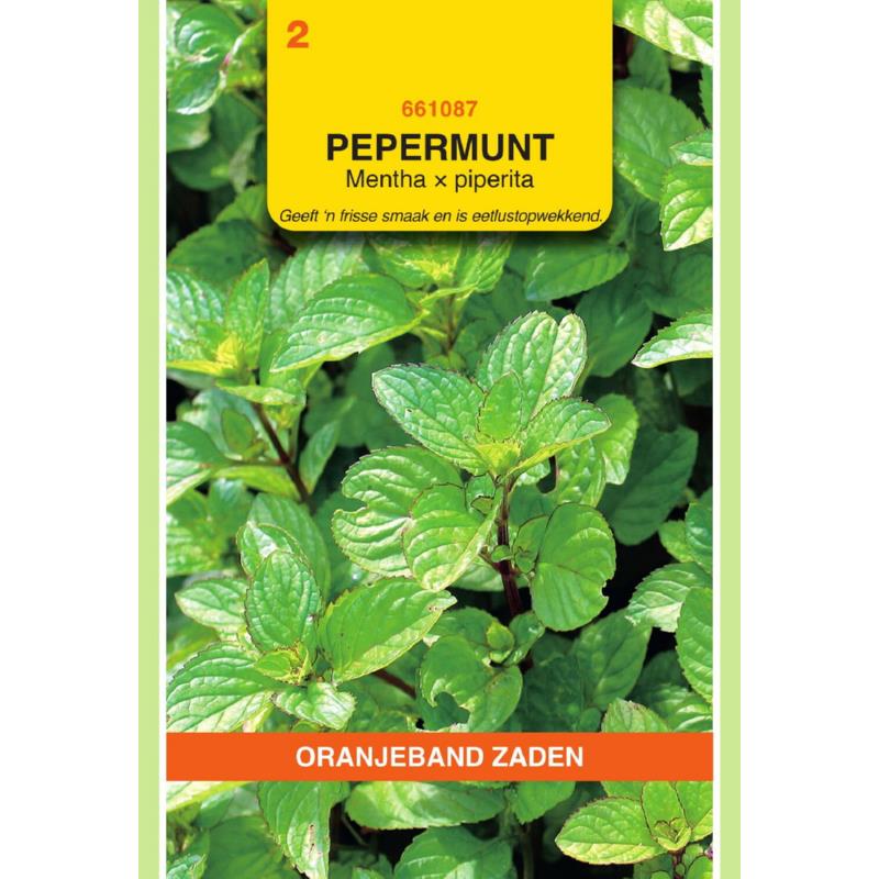 OBZ Pepermunt