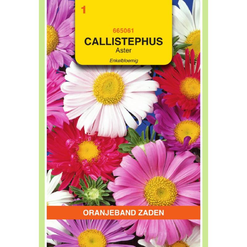 [BR_155651] OBZ Callistephus, Aster enkelbloemig gemengd
