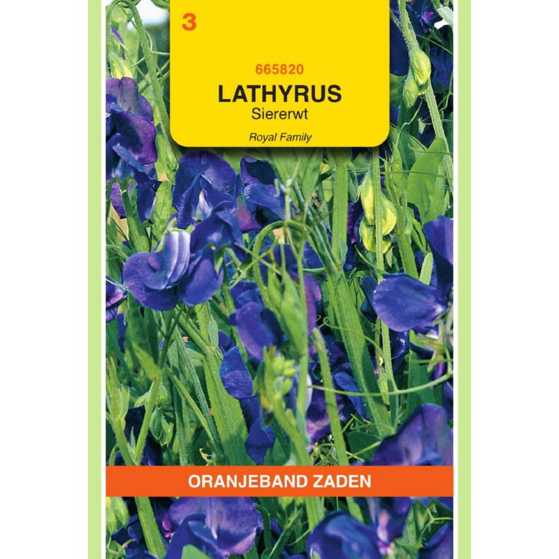 [BR_155707] OBZ Lathyrus , Reuk- of siererwt Royal, blauw